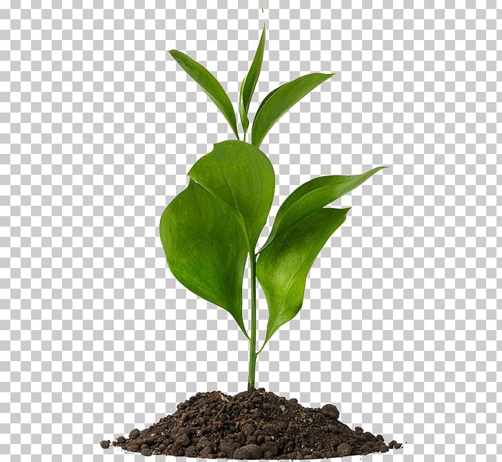 Plants Botany Soil Natural Environment PNG, Clipart, Botany, Cara, Flowerpot, Graphic Design, Herb Free PNG Download