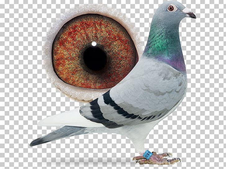 Racing Homer Columbidae Homing Pigeon Pigeon Racing Bird PNG, Clipart, Aaldering Pigeons, Animal, Animals, Beak, Bird Free PNG Download