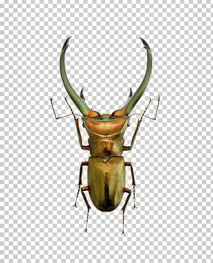 Volkswagen Beetle Lucanus Cervus Lucanini PNG, Clipart, Animals, Antler, Background Green, Beetle, Coleoptera Free PNG Download