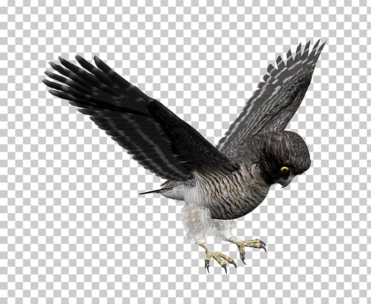 Bald Eagle Bird Owl Hawk PNG, Clipart, 3 D, Accipitriformes, Animals, Bald Eagle, Beak Free PNG Download