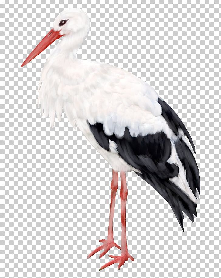 Bird Ciconia Flamingos Crane PNG, Clipart, Animal, Animals, Beak, Bird, Ciconia Free PNG Download