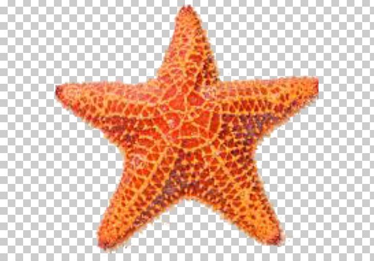 Shore Starfish Stock Photography PNG, Clipart, Animals, Beach, Crownofthorns Starfish, Depositphotos, Echinoderm Free PNG Download