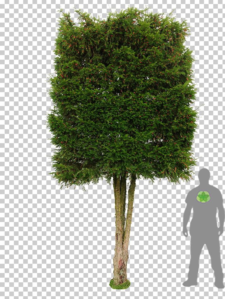 Tree English Yew Photinia Hedge Evergreen PNG, Clipart, Arborvitae, Berry, Buxus Sempervirens, Embryophyta, English Yew Free PNG Download