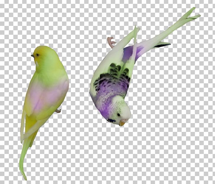 Bird Parrot Parakeet PNG, Clipart, Animaatio, Animals, Beak, Bird, Clip Art Free PNG Download