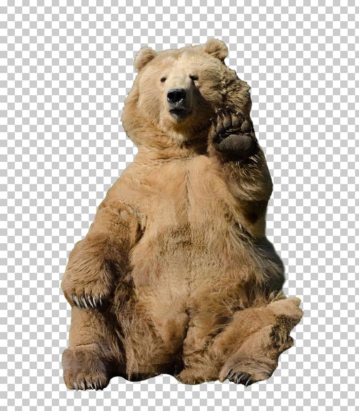 Grizzly Bear Rebrn.com Fur Animal PNG, Clipart, Animal, Animals, Bear, Brown Bear, Carnivoran Free PNG Download