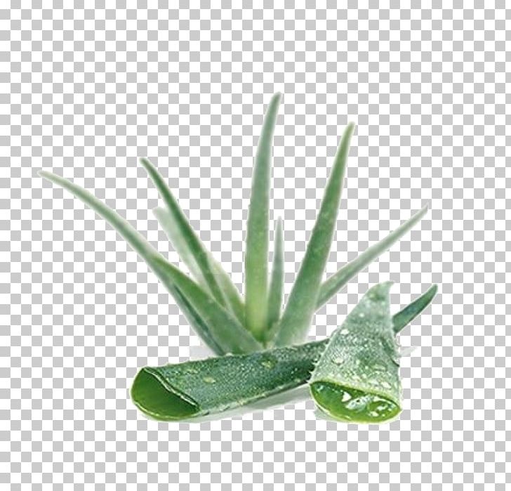 Aloe Vera Skin Gel Lotion Medicinal Plants PNG, Clipart, Aloe, Aloe Plant, Aloe Vera, Aloe Vera Leaf, Argan Oil Free PNG Download