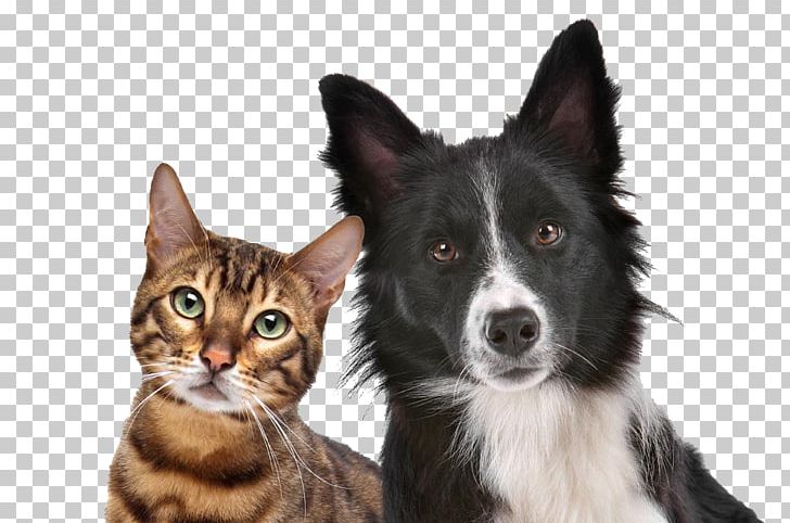 Dog–cat Relationship Dog–cat Relationship Kitten Pet PNG, Clipart, Animal, Animals, Black Dog And Cat Pictures, Cat, Cat Like Mammal Free PNG Download