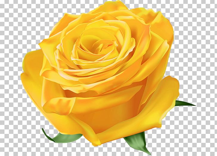 Garden Roses Austrian Briar PNG, Clipart, Austrian Briar, Blue, Blue Rose, Cut Flowers, Desktop Wallpaper Free PNG Download