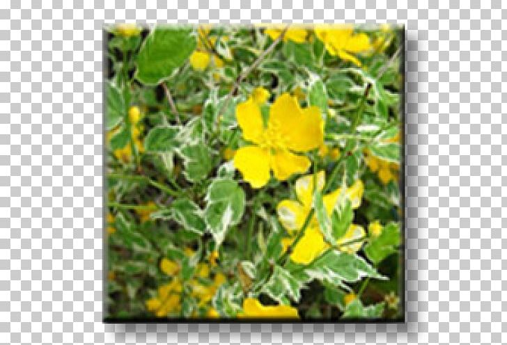 Kerria Japonica Shrub Garden Variegation Leaf PNG, Clipart, Annual Plant, Chelidonium, Common Tormentil, Deutzia, Dwarf Free PNG Download