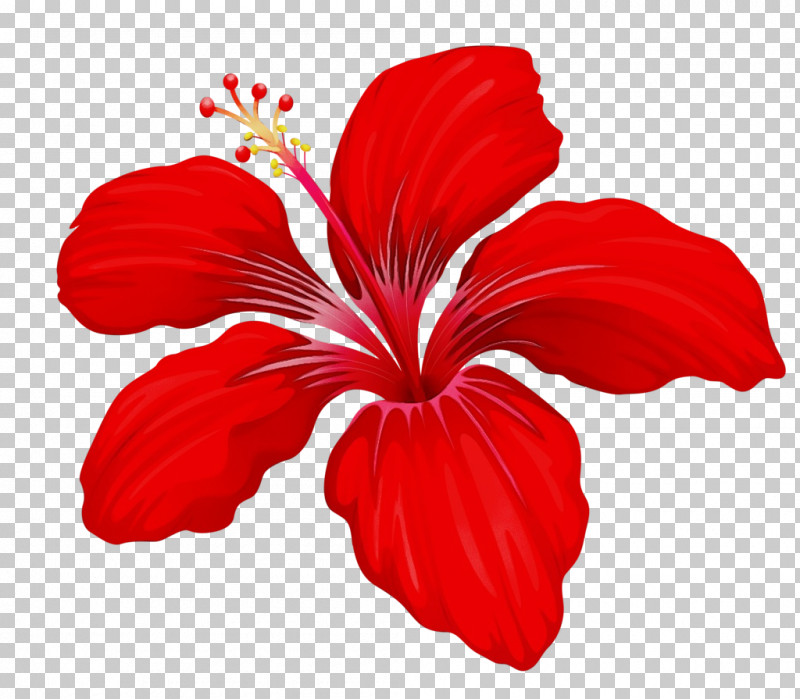 Shoeblackplant Petal Flower Plant Stem Bud PNG, Clipart, Bud, Common Hibiscus, Floral Diagram, Flower, Hibiscus Free PNG Download