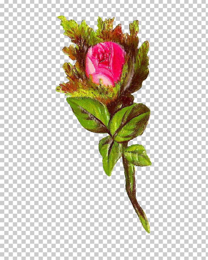 Garden Roses Cut Flowers Cabbage Rose Bokmärke PNG, Clipart, Artificial Flower, Botanical, Botany, Bud, Cut Flowers Free PNG Download