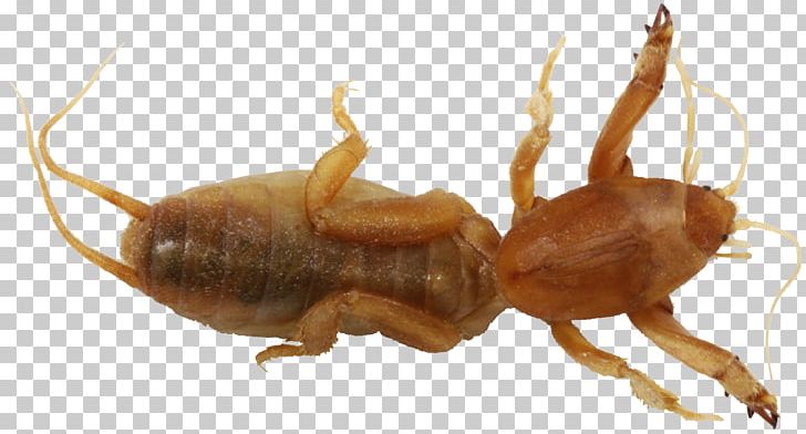 Mole Cricket Weta Cave Crickets Orthoptera PNG, Clipart, Animal, Arthropod, Beetle, Cave Crickets, Cave Insect Free PNG Download