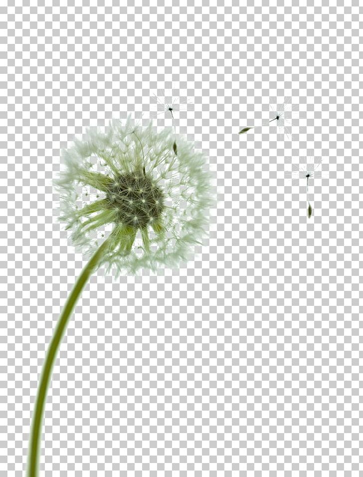 Dandelion Computer PNG, Clipart, 2in1 Pc, Android, Background Green, Clear, Computer Free PNG Download