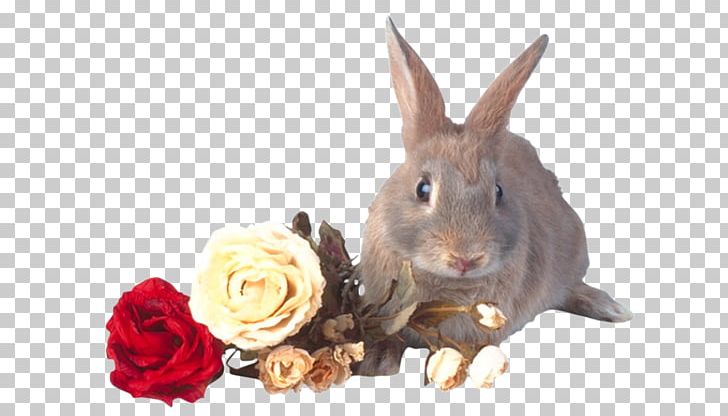 Domestic Rabbit Hare PNG, Clipart, Animal, Animals, Animation, Beach Rose, Domestic Rabbit Free PNG Download