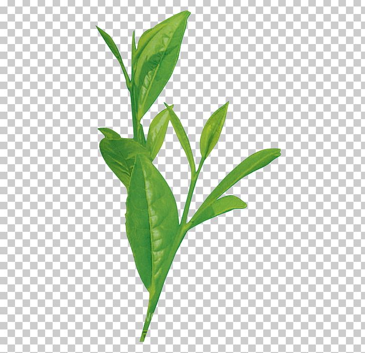 Leaf Plant Stem Branch Species PNG, Clipart, Branch, Bubble Tea, Culture, Food Drinks, Green Free PNG Download