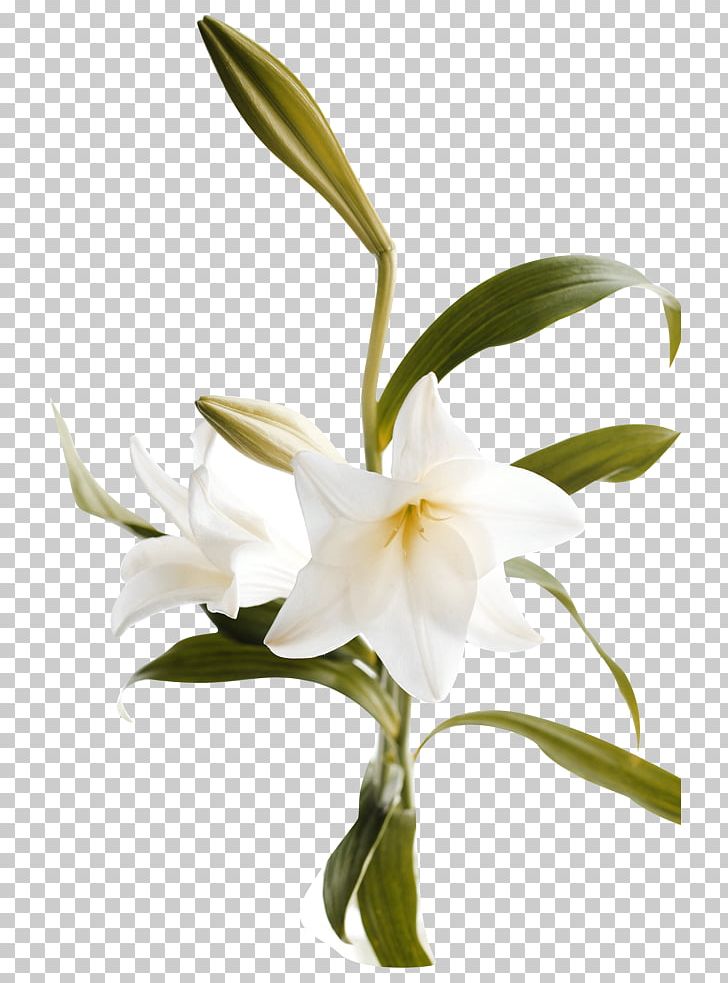 Lilium Flower Computer File PNG, Clipart, Branch, Data, Dendrobium, Download, Editing Free PNG Download
