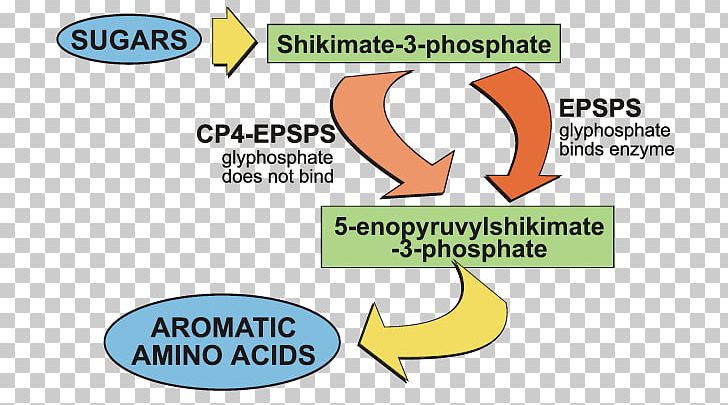 Organism Logo Brand Shikimate Pathway Shikimic Acid PNG, Clipart, Area, Brand, Communication, Diagram, Line Free PNG Download
