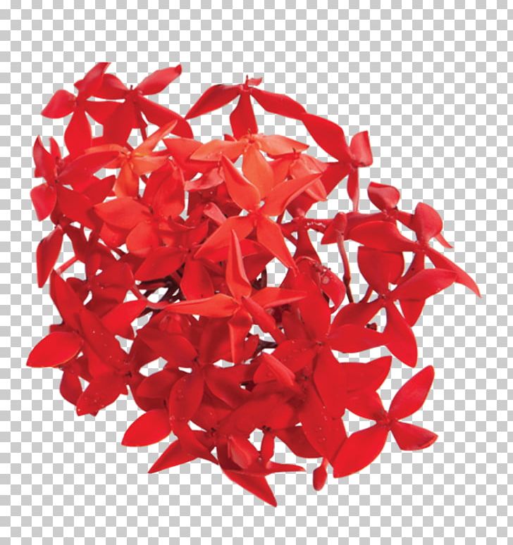 Ixora Coccinea Red Plant Flower Petal PNG, Clipart, Anti, Care, Child Care, Cream, Especially Free PNG Download