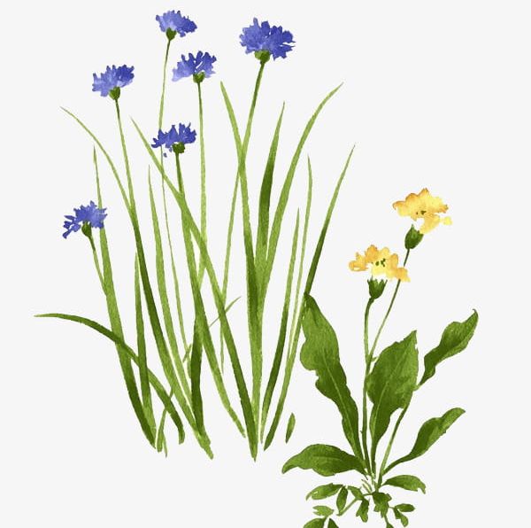 Watercolor Wild Flowers PNG, Clipart, Blue, Flowers, Flowers Clipart, Grass, Green Free PNG Download
