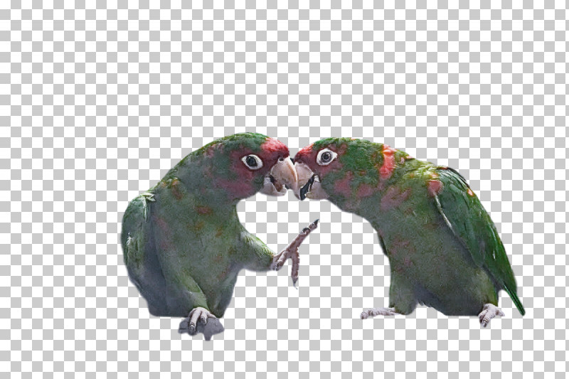 Lovebird PNG, Clipart, Beak, Feather, Lovebird, Macaw, Parakeet Free PNG Download