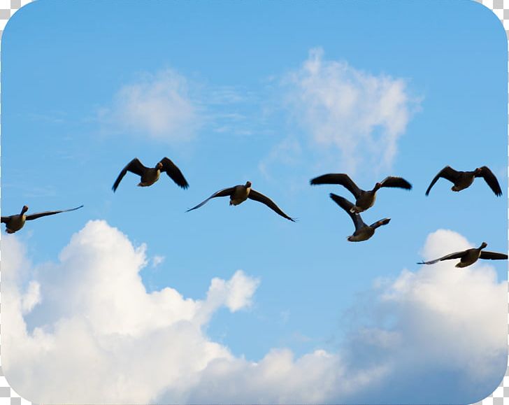 Canada Goose Bird Migration Water Bird PNG, Clipart, Animal, Animal Migration, Animals, Beak, Bird Free PNG Download