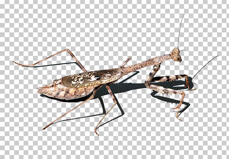 Mantis Stock Photography PNG, Clipart, Alamy, Arthropod, Cricket, Dragon, Fauna Free PNG Download