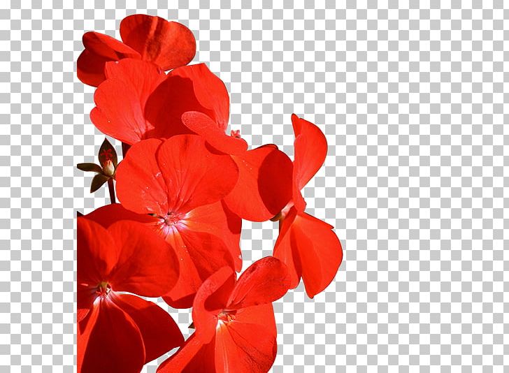 Petal Cut Flowers Flowering Plant PNG, Clipart, Cut Flowers, Flower, Flowering Plant, Food Drinks, Geranium Free PNG Download