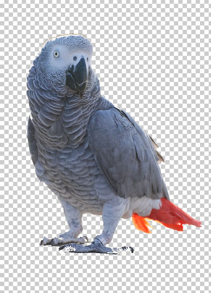 Bird Grey Parrot Alex Timneh Parrot Breeding Pair PNG, Clipart, African Grey, Alex, Animal, Animals, Beak Free PNG Download