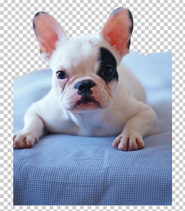 Chihuahua Pug Maltese Dog French Bulldog PNG, Clipart, Animals, Beds, Bulldog, Carnivoran, Companion Dog Free PNG Download