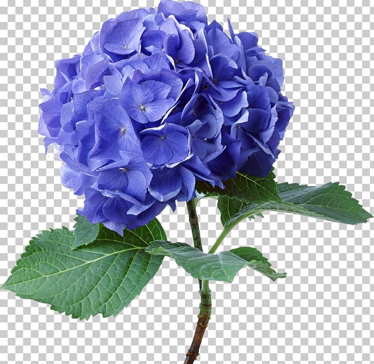 French Hydrangea Cut Flowers Shrub Rose PNG, Clipart, Annual Plant, Blue, Blue Rose, Color, Cornales Free PNG Download