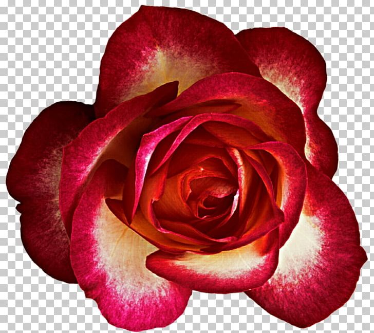 Garden Roses Cabbage Rose Floribunda China Rose Cut Flowers PNG, Clipart, Cabbage Rose, China Rose, Closeup, Cream, Cut Flowers Free PNG Download