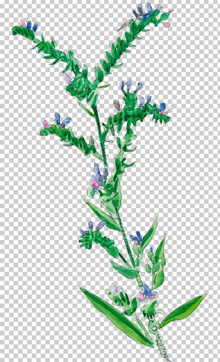 Viper's-bugloss Plants Painted Lady Flowering Plant Anchusa PNG, Clipart,  Free PNG Download