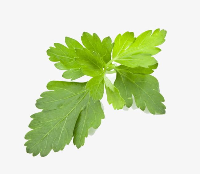 Coriander Leaves PNG, Clipart, Backgrounds, Close Up, Coriander Clipart, Food, Freshness Free PNG Download