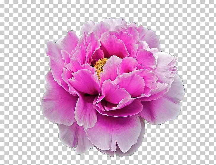 Cut Flowers Mascara Flower Bouquet Manicure PNG, Clipart, Cut Flowers, Exfoliation, Face Powder, Floral Emblem, Flower Free PNG Download