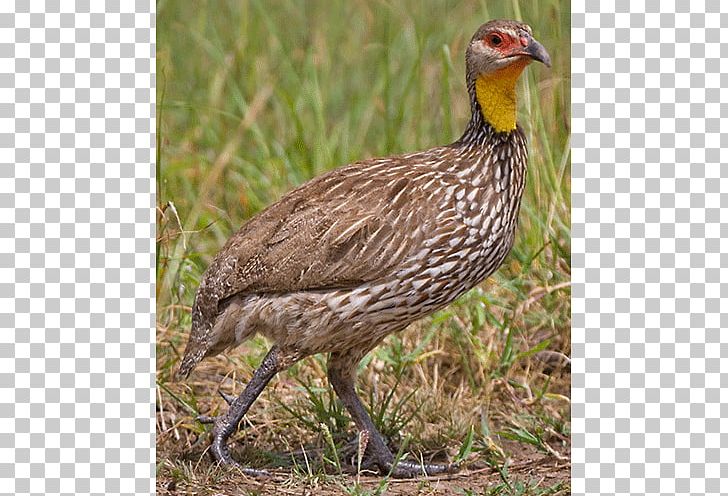 Grouse Bird Ecosystem Francolin Fauna PNG, Clipart, Animals, Beak, Bird, Description, Ecosystem Free PNG Download