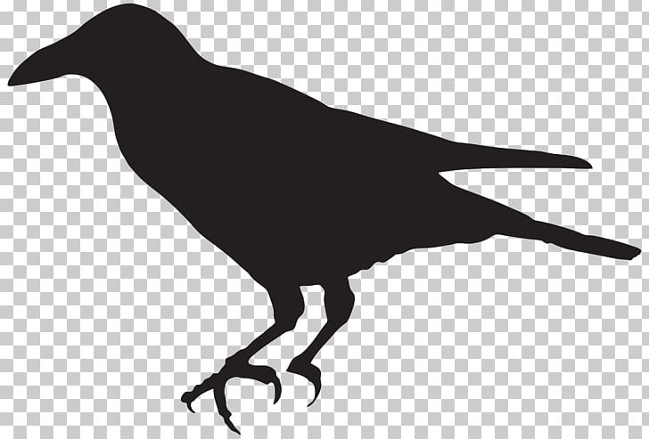 Bird Silhouette PNG, Clipart, American Crow, Animals, Beak, Bird, Black And White Free PNG Download