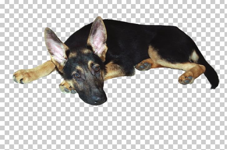 German Shepherd Puppy Dog Breed Snout PNG, Clipart, Animals, Breed, Carnivoran, Dog, Dog Breed Free PNG Download