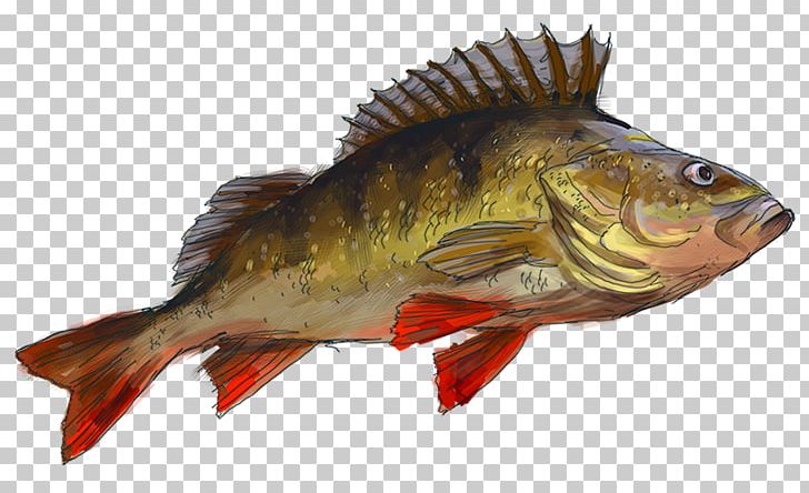 Perch Cod Salmon 09777 Fish Products PNG, Clipart, Bass, Bony Fish, Cod, Fauna, Fish Free PNG Download