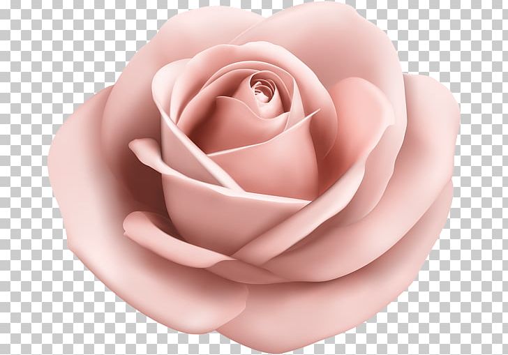Rose PNG, Clipart, Blue, Closeup, Cut Flowers, Encapsulated Postscript, Flower Free PNG Download