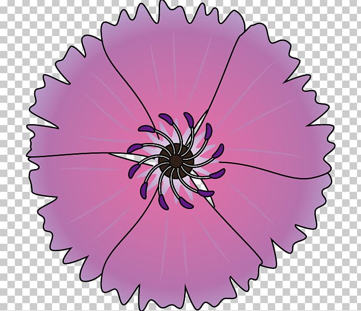 Transvaal Daisy Pink M Circle RTV Pink PNG, Clipart, Autumn Flower, Circle, Daisy Family, Education Science, Flower Free PNG Download