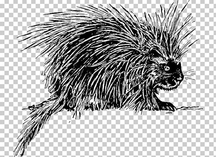 Crested Porcupine PNG, Clipart, Animal, Beaver, Black And White, Carnivoran, Coloring Book Free PNG Download
