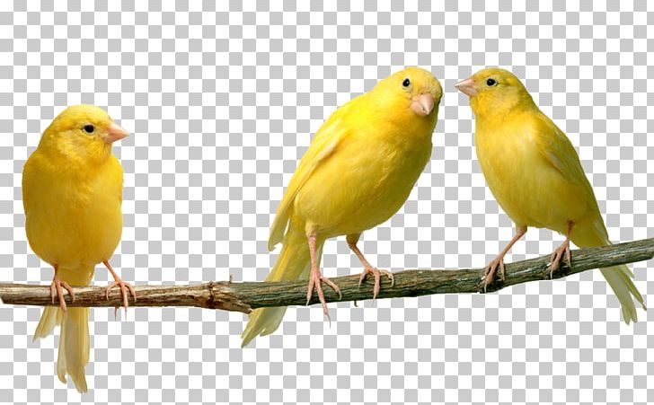 Domestic Canary Finches Bird Yellow Canary PNG, Clipart, Ameri, Animals, Atlantic Canary, Beak, Bird Free PNG Download