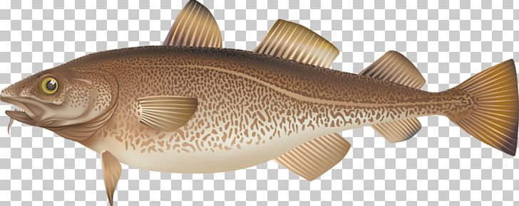 Fishing Illustrator Illustration PNG, Clipart, Animals, Atlantic Cod, Cartoon, Color, Common Rudd Free PNG Download