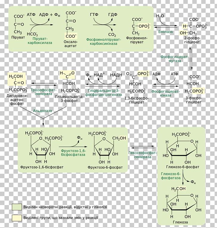 Gluconeogenesis Carbohydrate Metabolism Cori Cycle Pyruvic Acid PNG, Clipart, Anabolism, Area, Carbohydrate Metabolism, Chemical Reaction, Cori Cycle Free PNG Download