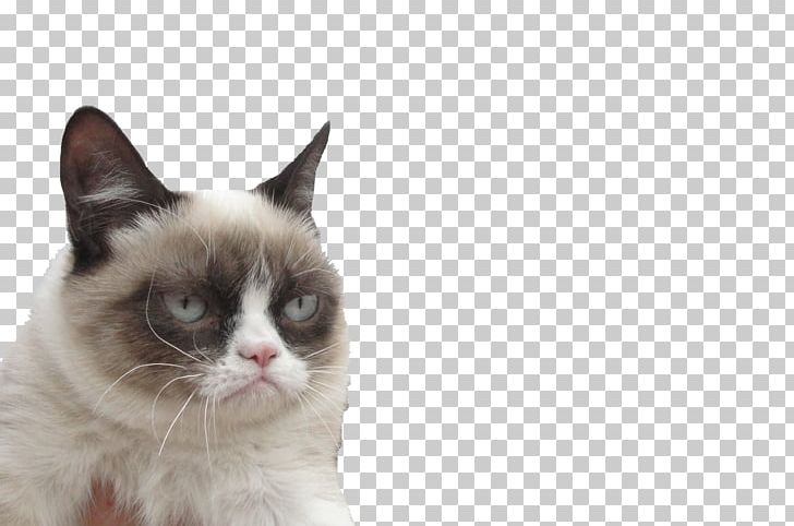 Grumpy Cat Cats And The Internet Kitten South By Southwest PNG, Clipart, Aegean Cat, Animals, Art, Carnivoran, Cat Free PNG Download