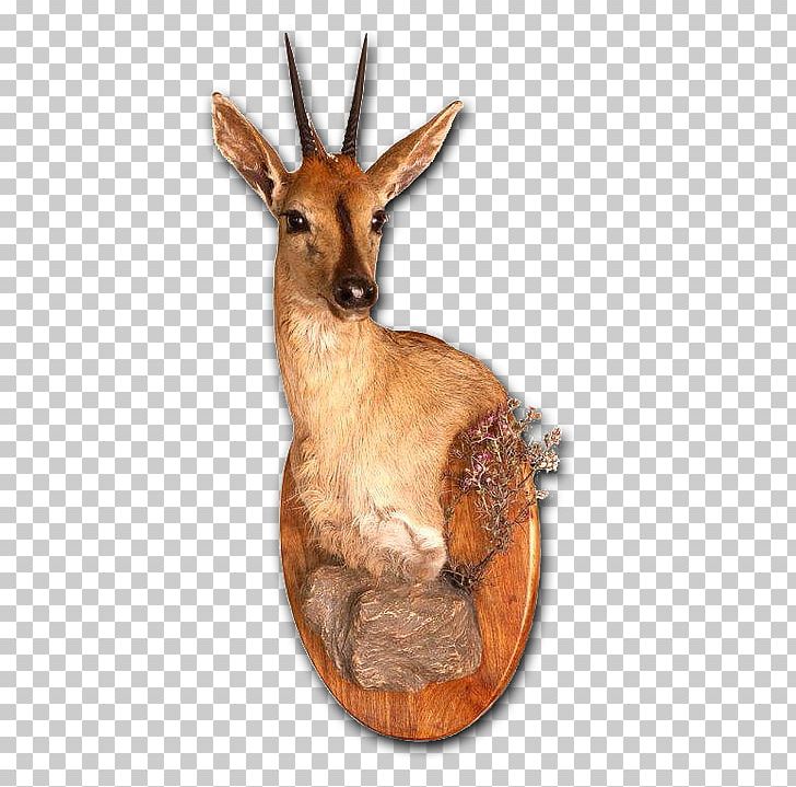 Taxidermy Deer Tanning Skull Mounts Antelope PNG, Clipart, Animals, Antelope, Antler, Carpet, Deer Free PNG Download