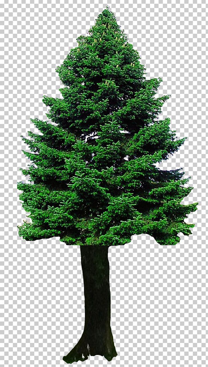 Christmas Tree PNG, Clipart, Art Christmas, Biome, Branch, Christmas, Christmas Decoration Free PNG Download