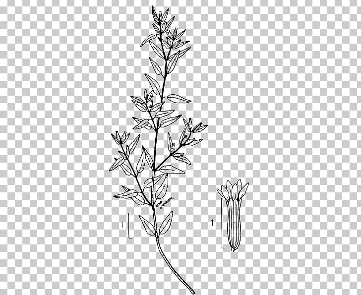 Cuphea Viscosissima Cuphea Hyssopifolia Cuphea Ignea Botanical Illustration Flora PNG, Clipart, Black And White, Botanical Illustration, Botany, Branch, Cuphea Free PNG Download