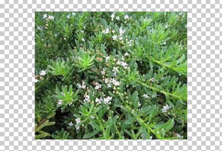 Myoporum Parvifolium Groundcover Soil Plant Myoporum Laetum PNG, Clipart, Confederatejasmine, Dracaena Fragrans, Evergreen, Flower, Food Drinks Free PNG Download