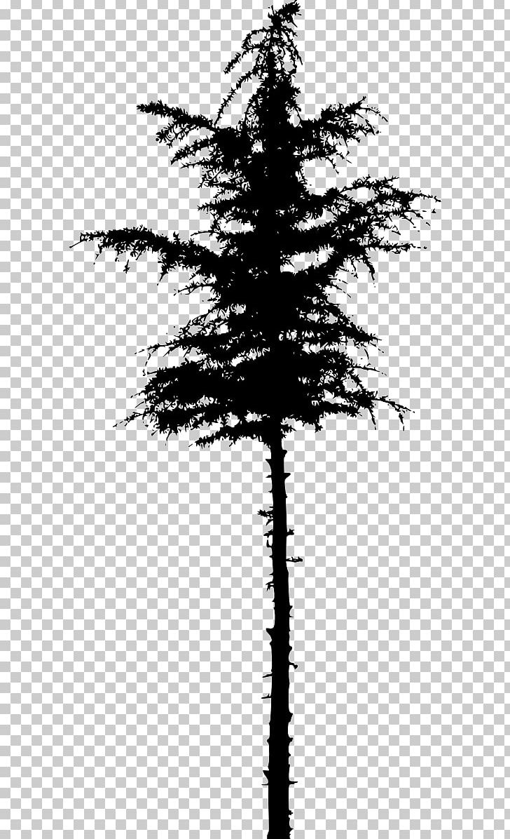 Pine Spruce Fir Silhouette Tree PNG, Clipart, Animals, Black And White, Branch, Conifer, Conifers Free PNG Download
